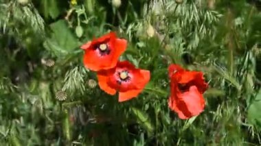 Video kaydı. Yeşil çim tarlasında kırmızı gelincikler. Güzel gelincikler. Yaz