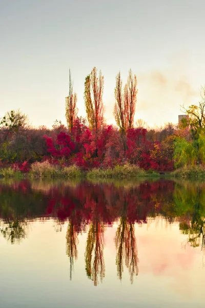 Vista de árvores vermelhas refletidas na superfície do lago. Outono belas árvores vermelhas são refletidas na água. Conceito de outono . — Fotografia de Stock