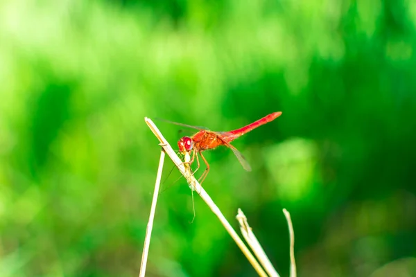 Libélula vermelha com asas senta-se em um ramo em um fundo verde desfocado. Insetos de verão . — Fotografia de Stock