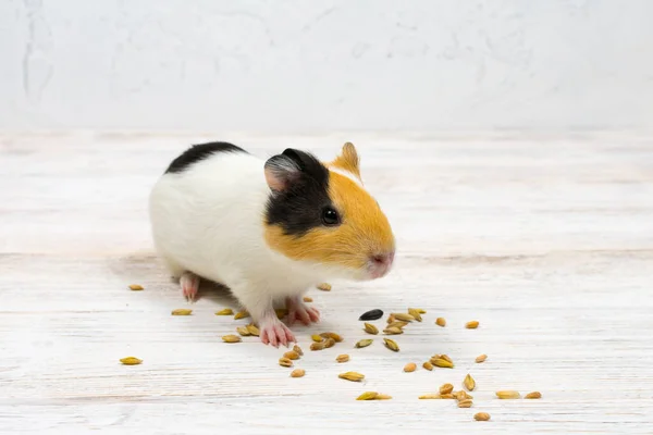 O porco de Guiné multicor em um fundo branco come grãos de trigo . — Fotografia de Stock