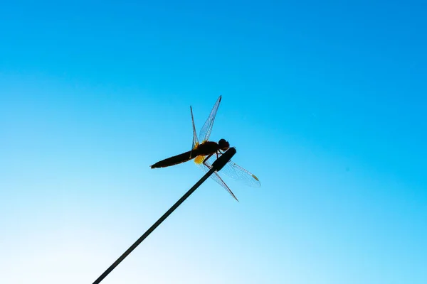 Dragonfly on an antenna against the blue sky. Dragonfly silhouette against the blue sky. — Stock Photo, Image