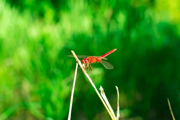 Libélula vermelha com asas senta-se em um ramo em um fundo verde desfocado. Insetos de verão . — Fotografia de Stock