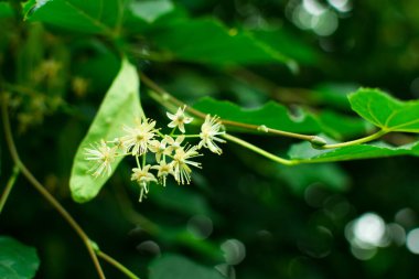 Işıl ışıl bir bahar gününde yeşil yaprakların arasında ıhlamur ağacı çiçekleri. Işıl ışıl baharda yeşil yaprakların arasında ıhlamur ağacı çiçekleri.