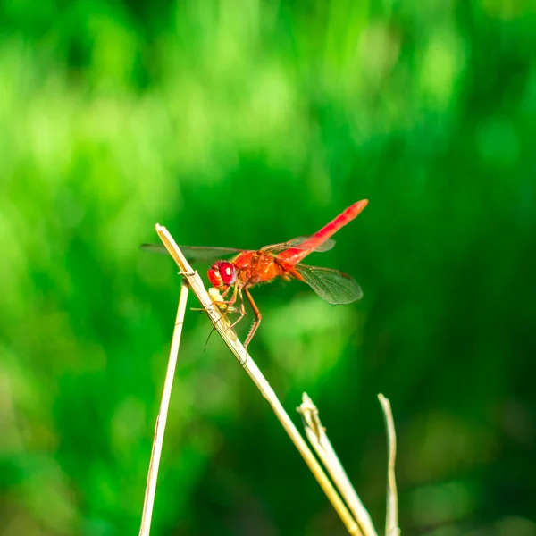 Libélula vermelha com asas senta-se em um ramo em um fundo verde desfocado. Insetos de verão . — Fotografia de Stock