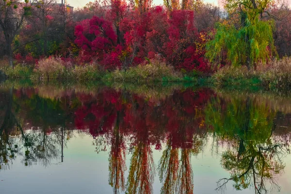 Gölün yüzeyine yansıyan kırmızı ağaçların görüntüsü. Sonbahar güzel kırmızı ağaçlar suya yansıyor. Sonbahar konsepti. — Stok fotoğraf