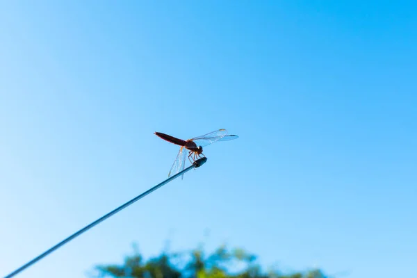 Libélula em uma antena contra um céu azul e árvores verdes. silhueta libélula contra o céu azul . — Fotografia de Stock