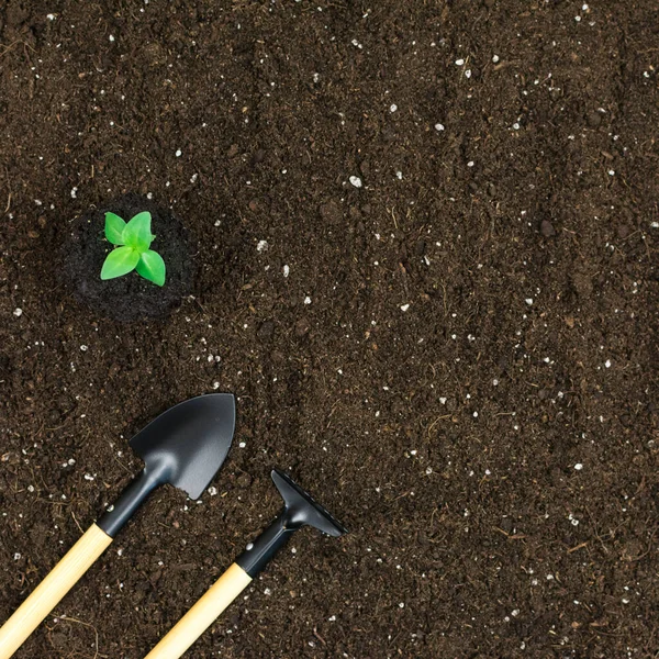 Zahradní nástroje lopaty, hrábě, se zelenou rostlinou na černém hliněném pozadí. Pohled shora. Místo pro nápis. — Stock fotografie