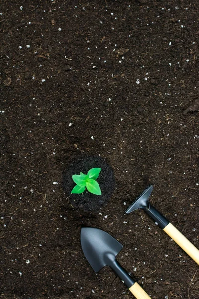 Zahradní nástroje lopaty, hrábě, se zelenou rostlinou na černém hliněném pozadí. Pohled shora. Místo pro nápis. — Stock fotografie