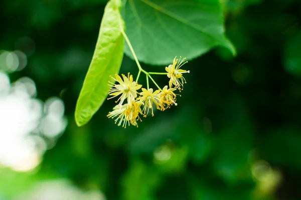 Flowers of a linden tree among green leaves on a bright spring day. Flowers of a linden tree among green leaves on a bright spring.