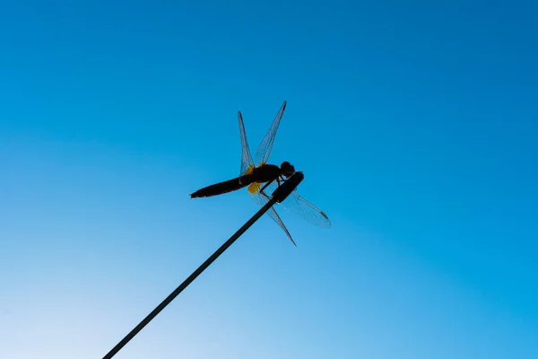 蜻蜓在蓝天的天线上飞舞.蜻蜓的轮廓映衬着蓝天. — 图库照片