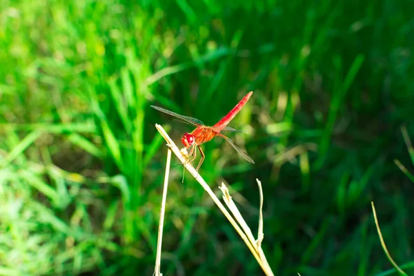 Κόκκινη λιβελούλα με φτερά κάθεται σε ένα κλαδί σε πράσινο φόντο. Θερινά έντομα. — Φωτογραφία Αρχείου