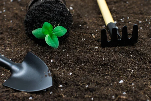 Zahradní nástroje lopaty, hrábě, se zelenou rostlinou na černém hliněném pozadí. Místo pro nápis. — Stock fotografie