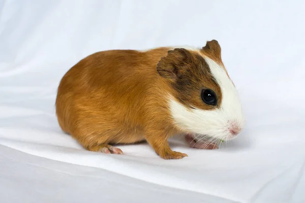 Cabelo ruivo com manchas brancas cobaia em um fundo de parede branca. — Fotografia de Stock