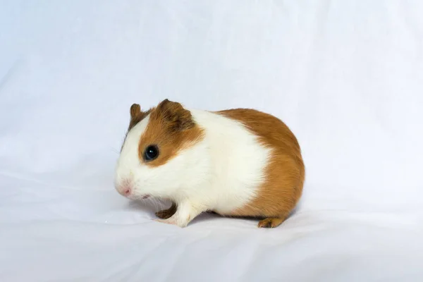 Capelli rossi con macchie bianche cavia su sfondo bianco parete. — Foto Stock