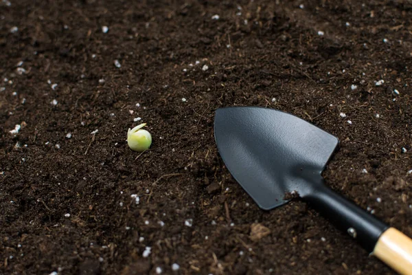 Gardening tools, shovels, with seeds for planting on a black ground background.