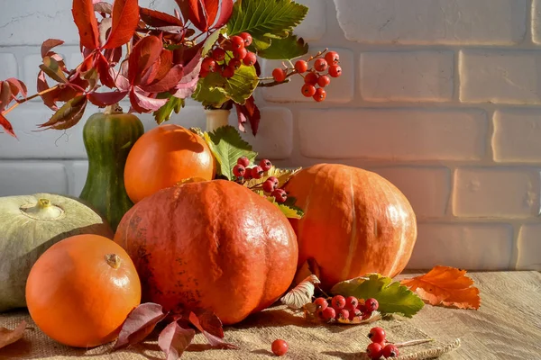 Autumn still life. Collected pumpkins with nuts, mountain ash and autumn leaves on a wooden table on a background of a white brick wall. Harvest Autumn Concept. — Stock Photo, Image