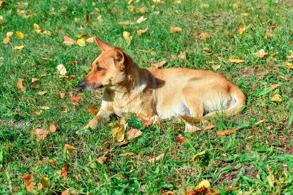 The red dog lies in the autumn meadow. Beautiful autumn card with a dog. — Stock Photo, Image