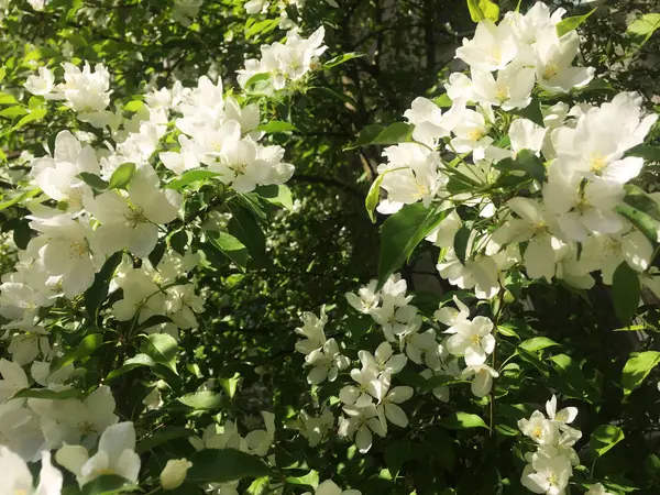 Νεαρή Μηλιά Μικρά Φύλλα Κλαδί Από Άνθη Μήλου Άνοιξη Φύση — Φωτογραφία Αρχείου
