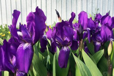 Mor irises güzel çiçekler, yakın. Arka planda beyaz çit