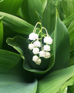 Çiçekler yaprakları arasında vadinin beyaz narin zambak