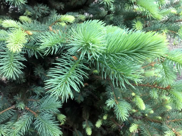 Branche Duveteuse Une Jeune Épinette Verte Gros Plan — Photo