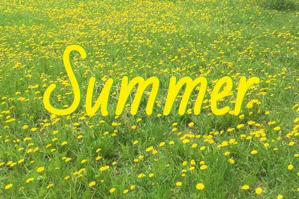 Inscription Summer Background Yellow Dandelions — Stock Photo, Image