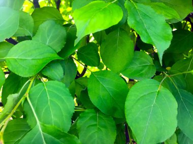 Arka plan olarak dallarda yeşil yapraklar. Close.