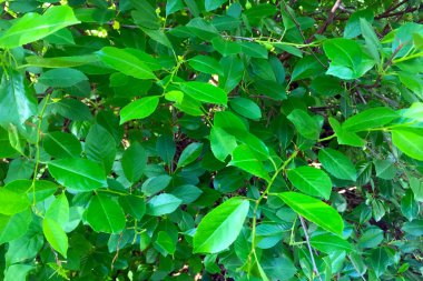 Arka plan olarak dallarda yeşil yapraklar.