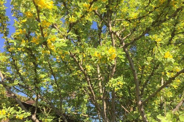 Νεαρό Δέντρο Κίτρινα Λουλούδια Φόντο Φωτεινό Γαλάζιο Ουρανό — Φωτογραφία Αρχείου