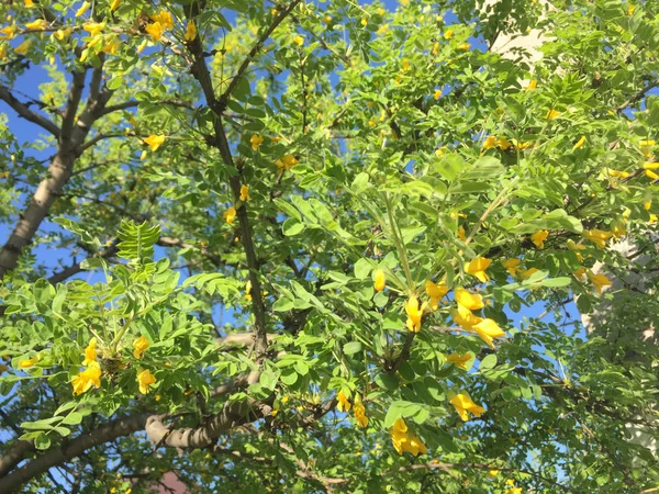Νεαρό Δέντρο Κίτρινα Λουλούδια Φόντο Φωτεινό Γαλάζιο Ουρανό — Φωτογραφία Αρχείου