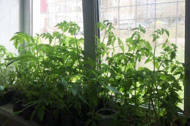 Genç tohumlar tencere içinde domates pencerede duruyor.