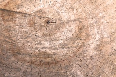 Arka plan deseni, metin için kopyalama alanı ile bir ağaç gövdesi ahşap doku kesim