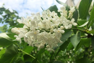 Beyaz çiçekaçan leylak closeup sprig.