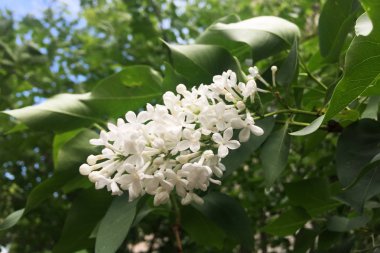 Beyaz çiçekaçan leylak closeup sprig.