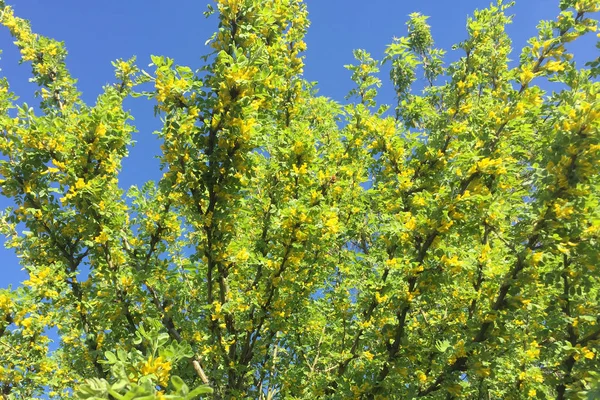 Νεαρό Δέντρο Κίτρινα Λουλούδια Ενάντια Ένα Φωτεινό Γαλάζιο Ουρανό — Φωτογραφία Αρχείου