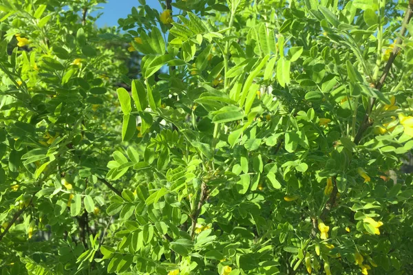 Jeune Arbre Aux Fleurs Jaunes Sur Fond Ciel Bleu Vif — Photo