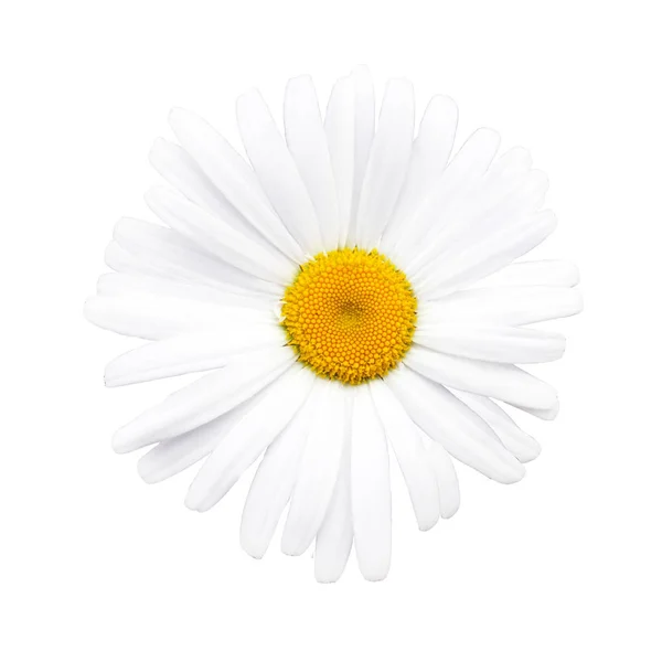 White Beautiful Chamomile White Background Nature Detail Close Top View — Stock Photo, Image