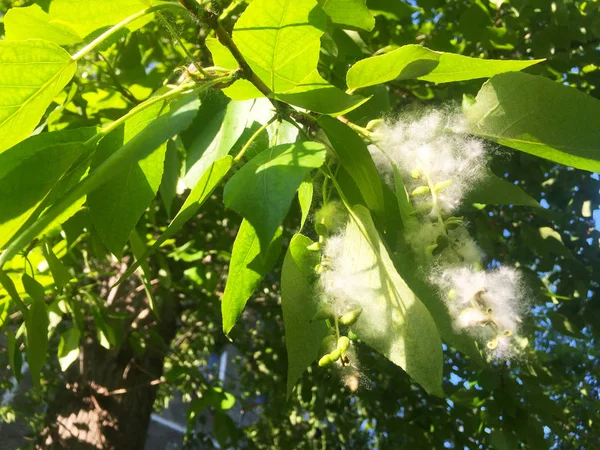 Peluches Peuplier Dans Les Inflorescences Sur Arbre Parmi Les Feuilles — Photo