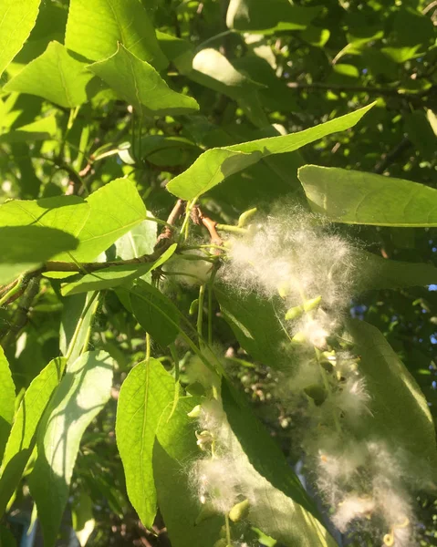 Peluches Peuplier Dans Les Inflorescences Sur Arbre Parmi Les Feuilles — Photo