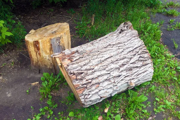 Ein Zersägter Großer Alter Baum Hof Baumstumpf Und Ein Teil — Stockfoto