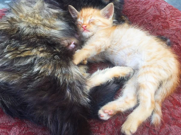 Cute Little Red Kitten Spanie Pobliżu Kota Ulicy Uliczni Koty — Zdjęcie stockowe