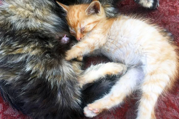 Cute Little Red Kitten Sleeping Cat Street Street Cats Who — Stock Photo, Image