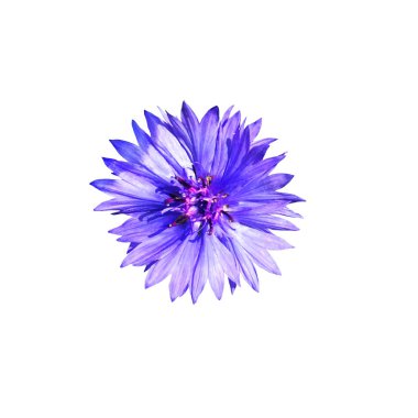 Beyaz bir arka plan üzerinde güzel narin çiçek knapweed. Ayrıntılı olarak doğa, yakın çekim, üst görünüm. İzole edilmiş.