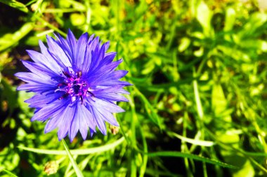Parkta yeşil çim mısır çiçeği güzel narin çiçek. Ayrıntılı olarak doğa, yakın çekim, üst görünüm. Tex için bir yer var