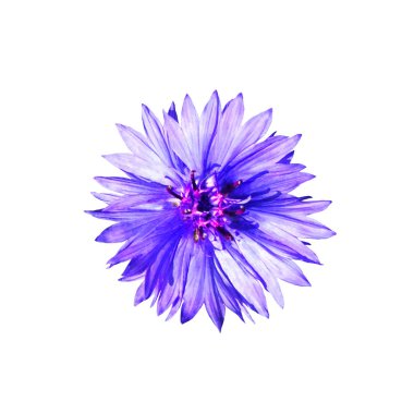 Beyaz bir arka plan üzerinde güzel narin çiçek knapweed. Ayrıntılı olarak doğa, yakın çekim, üst görünüm. İzole edilmiş.