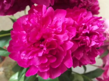 Parlak pembe renk güzel büyük kabarık şakayık. Yakın çekim, ayrıntılı olarak doğa.