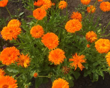 Portakal bahçesi calendula güzel çiçekler. Çiçek tarhında kır çiçekleri. Close.