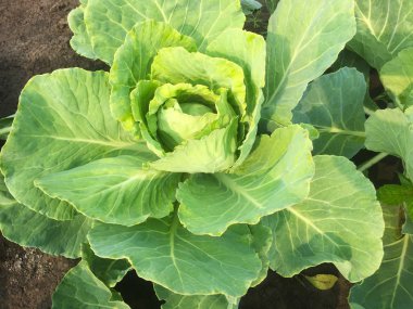 Genç bir lahana kafası ülkenin bahçesinde yetişir. Bahçede yeşil lahana yaprakları. Close.