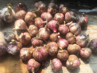 Sarımsak başları güneşte masada kurutulur. Sarımsak ta güneş ışığı. Ülkede hasat. Close.