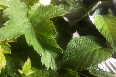 Kırmızı kuş üzümü ve ahududu yaprakları masanın üzerinde yatıyor. Kaynar su ile bir çaydanlık tabiri için kurutma yaprakları. Lezzetli bitkisel çay için boşluklar. Close. Arka plan ve doku.